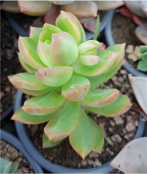 Sedum adolphi