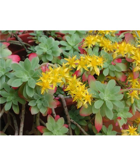 Sedum palmeri emarginatum