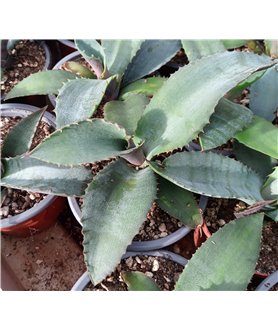 Agave marmorata 9cm pot