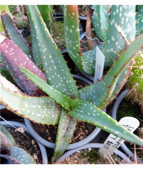 Aloe microstigma 9cm pot