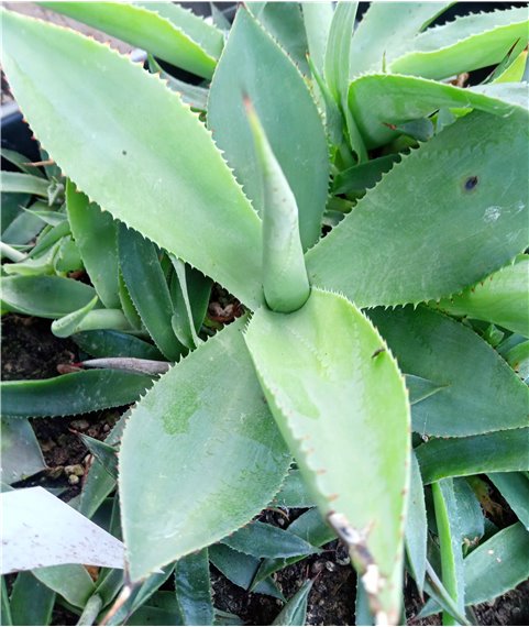 Agave mitis v albidior