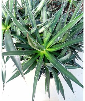 Agave multifilifera
