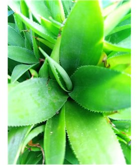 AGAVE celsii 