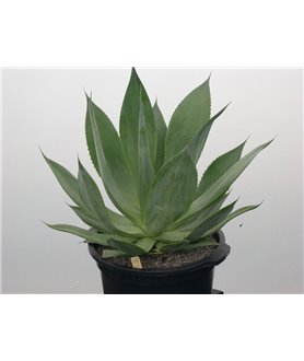AGAVE celsii 