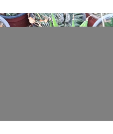 Haworthia attenuata glabrata