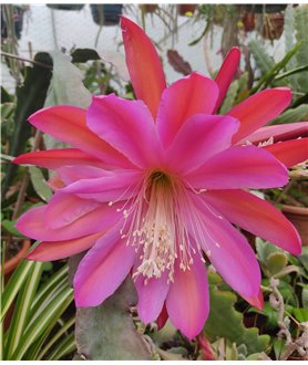 Epiphyllum Pacesetter
