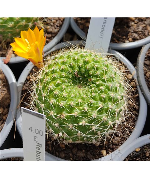 Rebutia marsoneri