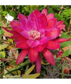 Epiphyllum Eastern Crimson
