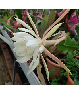 Epiphyllum Ralphs Yellow Scented