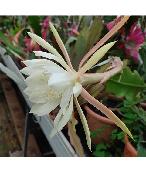 Epiphyllum Ralphs Yellow Scented