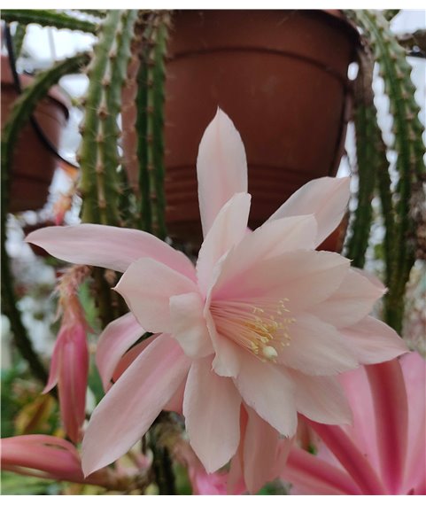 X Apororophyllum Valerie