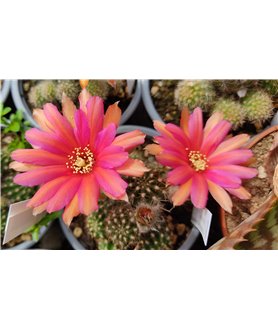 X Chamaelobivia Supernova