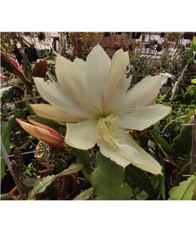Epiphyllum London Glory