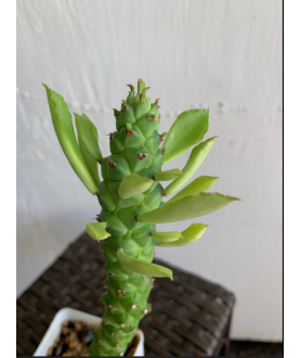 Monadenium stapelioides