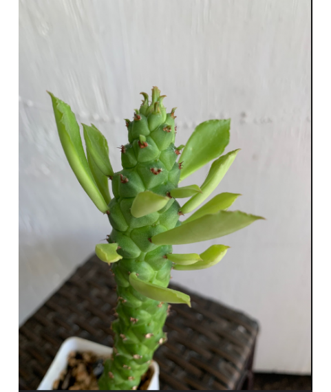Monadenium stapelioides