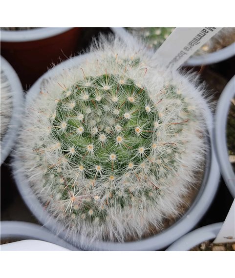 Mammillaria bocasana f caespitosa