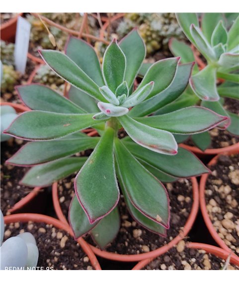 Echeveria pulvinata