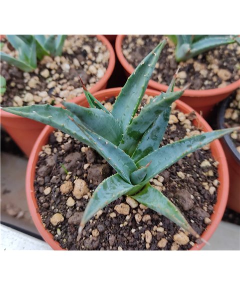 Agave utahensis kaibabensis