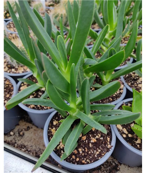 Carpobrotus edulis Superbrotus