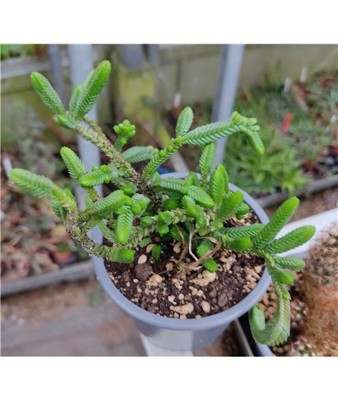 Crassula lycopodioides f viridis