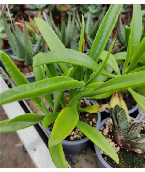 Cotyledon orbiculata v. oblonga