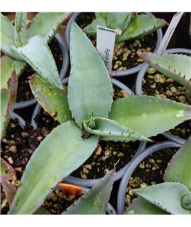 Agave guiengola