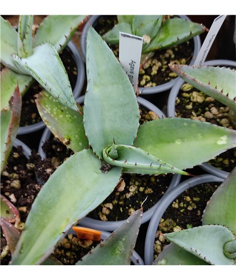 Agave guiengola