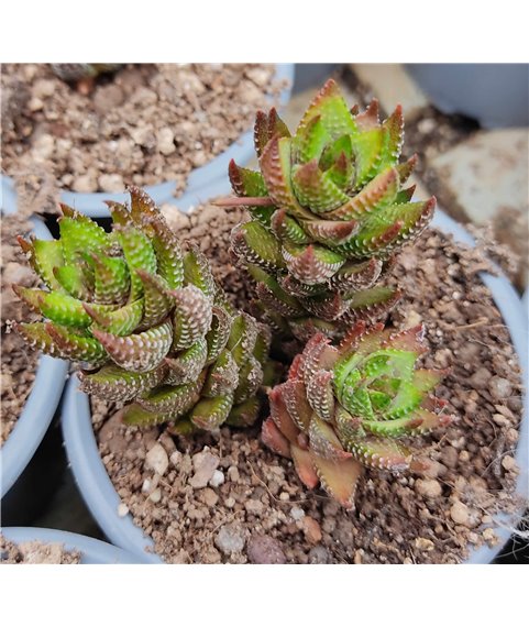 Haworthia coarctata f tenuis