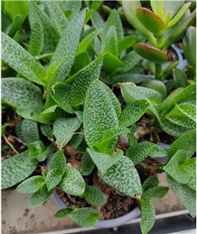 Scilla pauciflora