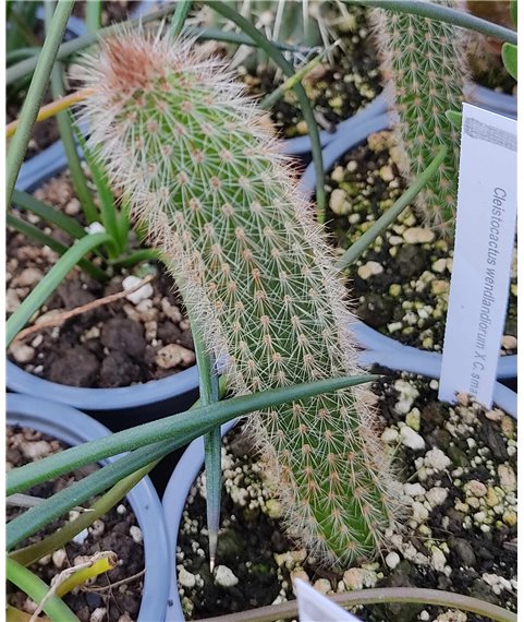 Cleistocactus wendlandiorum x C. smaragdiflorus