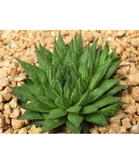 Haworthia marumiana
