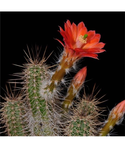 Echinocereus sanpedroensis