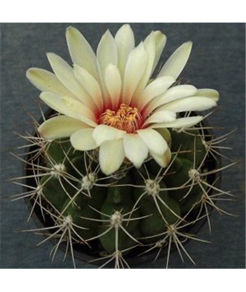 Gymnocalycium valniceckianum P83