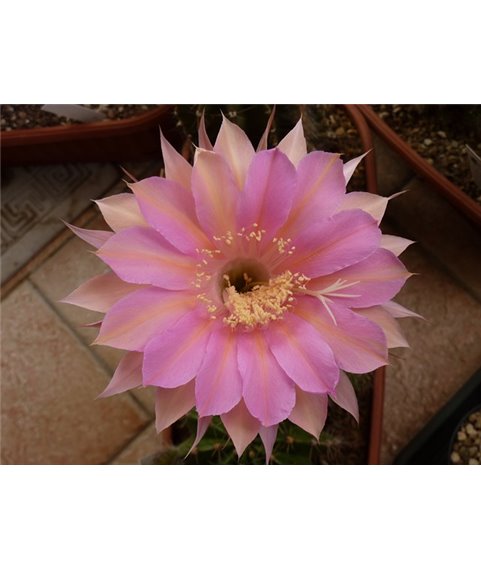 Echinopsis Pink Panther