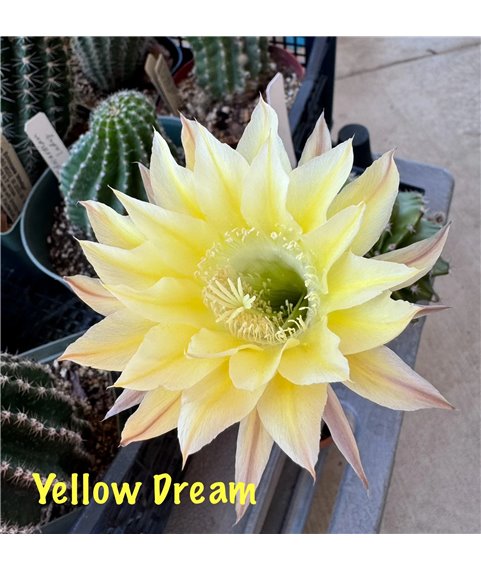 Echinopsis Yellow Dream