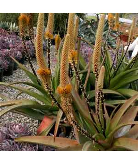 Aloe castanea