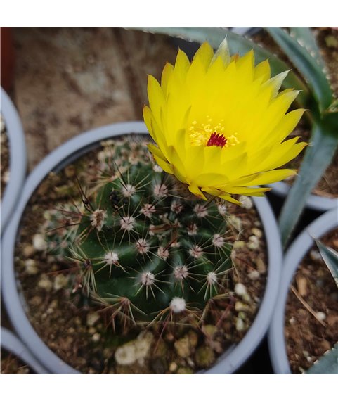 Notocactus ottonis