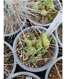 Tephrocactus glomeratus longispinus