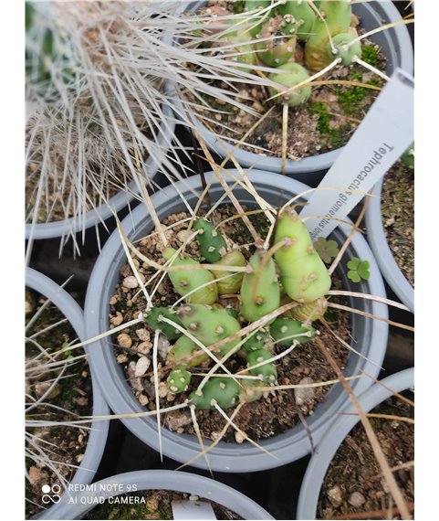 Tephrocactus glomeratus longispinus