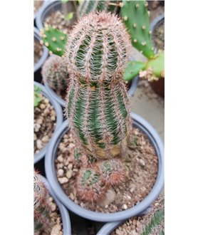 X Chamaelobivia erecta