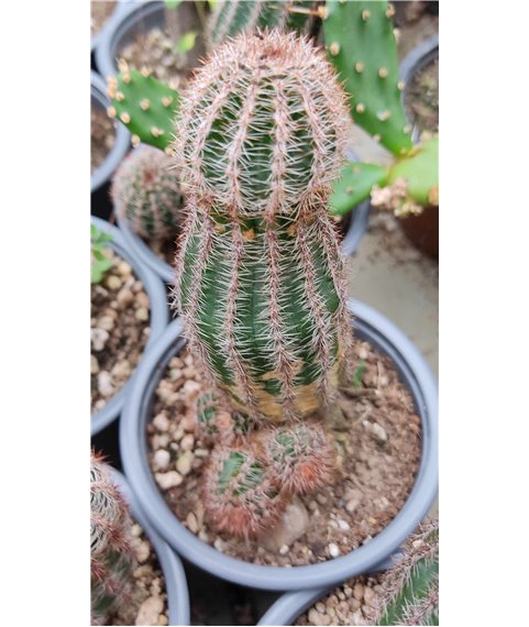 X Chamaelobivia erecta