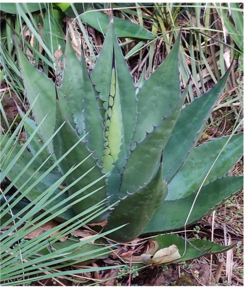 Agave gentryi La Escondita in Essex