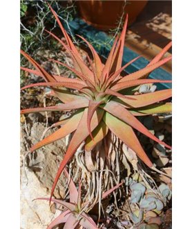 Aloe lineata