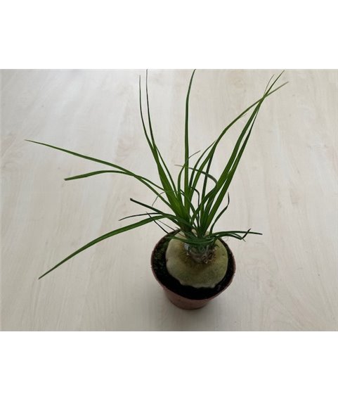 Nolina recurvata 9cm pots