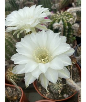 Echinopsis Psyche