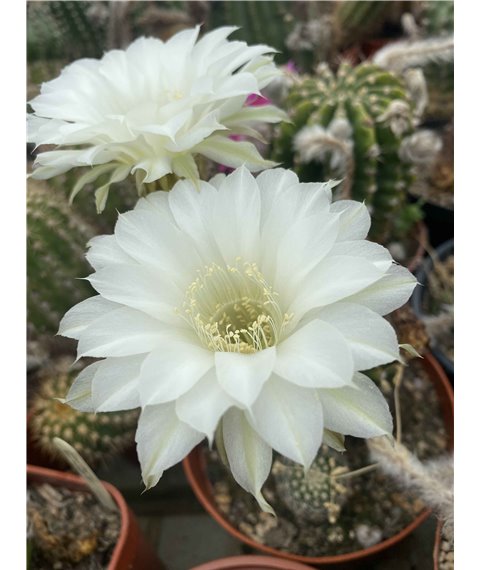 Echinopsis Psyche