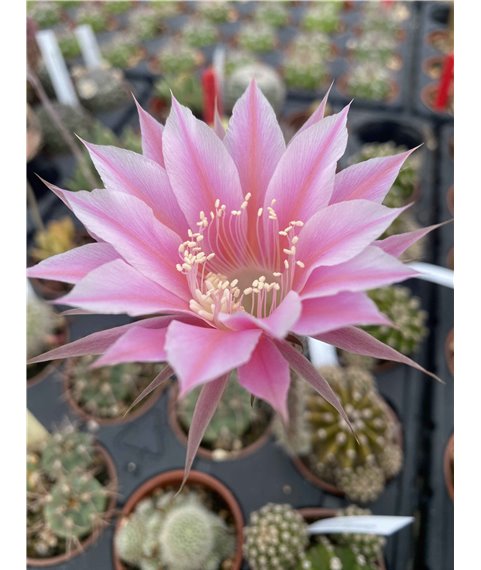 Echinopsis ABCN