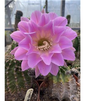 Echinopsis Spring Symphony ISI 99-21