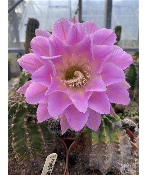 Echinopsis Spring Symphony ISI 99-21