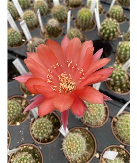 Echinopsis Red Baron